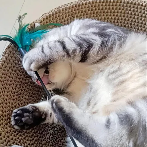 Vista 5 de 4 varitas interactivas para gatos, varita larga de 20 pulgadas con campana ruidosa para gatos y gatitos