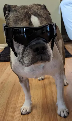 Vista 9 de Gafas de protección UV para perros pequeños y medianos, impermeables, resistentes al viento, para senderismo, ciclismo al aire libre (rosa)