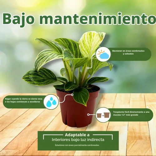 Vista 5 de BubbleBlooms Philodendron Birkin abigarrado 4 pulgadas