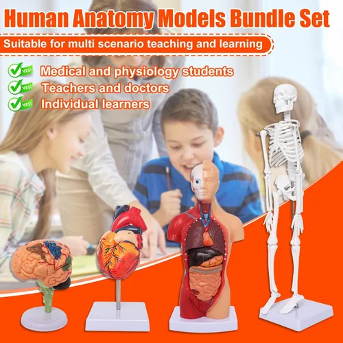Vista 4 de Wadoy Conjunto de modelos de anatomía humana, cerebro, cuerpo del torso humano, corazón, modelo de esqueleto, modelos de anatomía para estudiantes