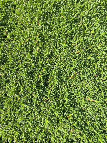 Vista 3 de BAREROOT Ruschia Lineolata 'Nana' - 'Alfombra enana de estrellas' - PPAF - Suculenta césped subsitute - Jardín de Cristina (12), verde