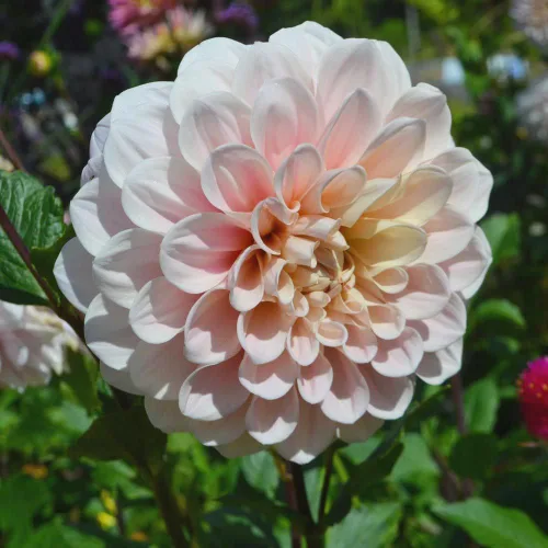 Vista 3 de Sweet Miss Nathalie Dahlia - Tubérculo de raíz desnuda de 5 galones, color rosa, hermosas flores rosadas para plantar en primavera 2025, ideal