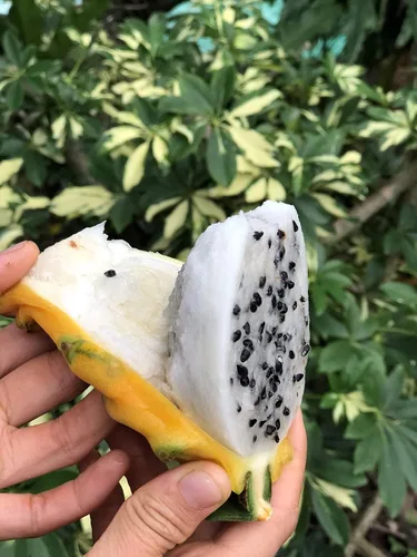 Vista 5 de Corte amarillo de la fruta del dragón 8 Inc a 10 Inc longitud para plantar 1 corte