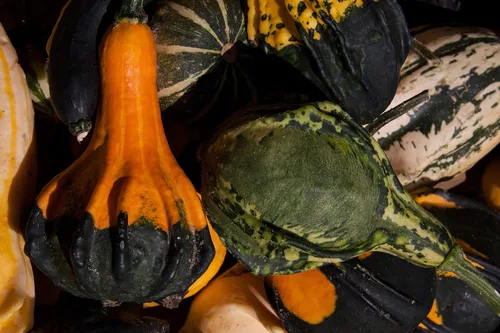 Vista 7 de Semillas ornamentales de mezcla de calabaza gigante, vegetales tradicionales para plantar 10 semillas decorativas únicas sin OMG
