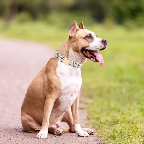 Vista 5 de Collar de perro con hebilla de metal con bonito estampado, collares ajustables con patrón floral para mascotas para perros pequeños, medianos