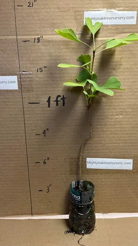 Vista 8 de Plántula de Ginkgo Biloba de 2 a 3 años de edad de 10 a 12 pulgadas de alto