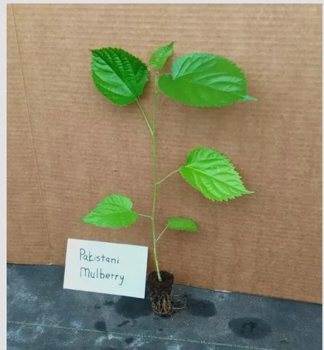 Vista 3 de 2 árboles frutales de morera de Pakistán - Juego de plantas de inicio de 6 a 8 pulgadas