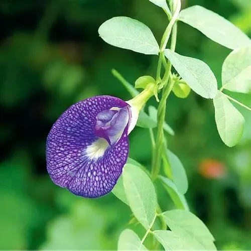 Vista 5 de Semillas de flor de guisante de mariposa para plantar, 35 semillas de Clitoria mixtas, semillas de clitoria sin OMG para jardín ornamental, bonsái
