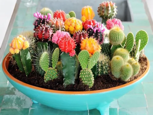 Vista 4 de Semillas Suculentas Cactus Cactus Variedad Mix - 25 Semillas