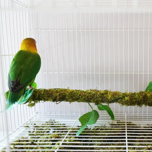 Vista 4 de Perchas para pájaros flexibles de 25 pulgadas, juguetes para pájaros, accesorios ideales para jaula de pájaros