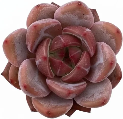Vista 16 de Echeveria Agavoides Blue Dragon – Planta suculenta viva – 3 pulgadas – Tolerante a la sequía, bajo mantenimiento, perfecta para decoración
