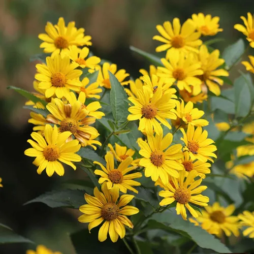 Vista 28 de Eden Brothers Semillas de girasol - Autumn Beauty