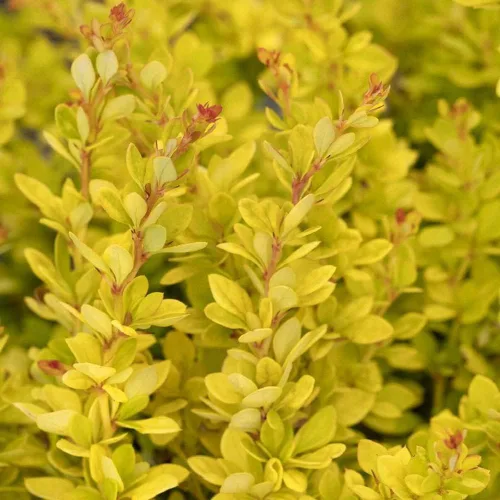 Vista 5 de Blooming & Beautiful - Golden Nugget Enano Agracejo Japonés - 3 gal - Monrovia - Arbusto de hoja caduca - Follaje amarillo dorado - Compacto - Zonas
