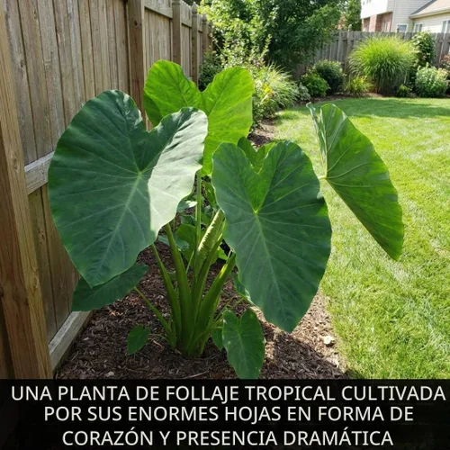Vista 7 de Oreja de elefante gigante (3 bombillas) Colocasia Esculenta - Hermosos bulbos, tropicales