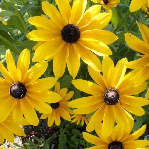 Vista 3 de Black Eyed Susan (Rudbeckia hirta) 500 Seeds - Reliquia - Polinizada abierta - Hermosas semillas de flores para plantar - Atrae polinizadores