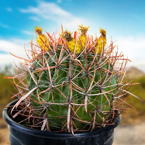 Vista 9 de Cactus Outlet- Planta de Cactus Barril Dorado - Plantas de Cactus Vivas - Plantas de Cactus Barril Vivas - 1 Galón - Plantas de Cactus Barril Listas