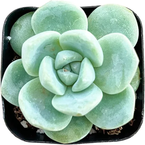Vista 15 de Sprout N Green Echeveria 'Ball of Fat', planta suculenta viva rara totalmente enraizada en maceta de 2 pulgadas con tierra, oficina en casa