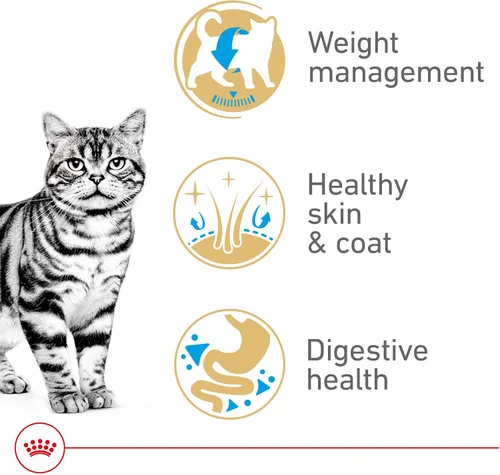 Vista 3 de Royal Canin Feline Breed Nutrition American Shorthair - Alimento seco para gatos adultos, bolsa de 5.5 libras