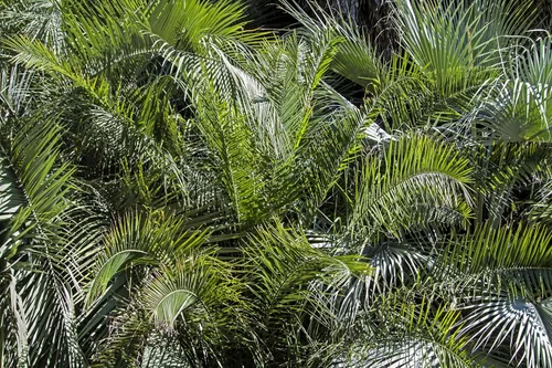 Vista 8 de 10 semillas comestibles de plantas de interior de árbol frutal de Coco Palm Jalea de Palma Pindo Butia Capitata