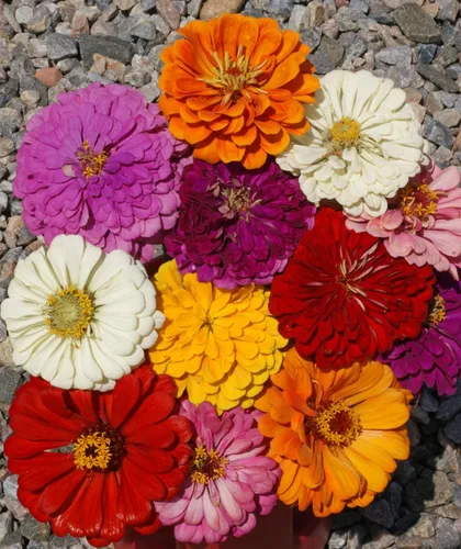 Vista 3 de Zinnia California Giant Mix Nice Garden Flower by Seed Kingdom (1 libra de semillas)