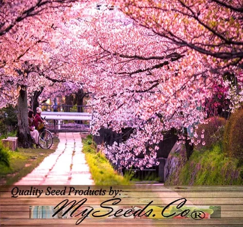Vista 4 de Prunus serrulata (Cereza Japonesa, Sakura, Cereza Colina, Cereza Oriental, Cereza de Asia Oriental) Semillas de árbol, Flores vistosas, Semillas