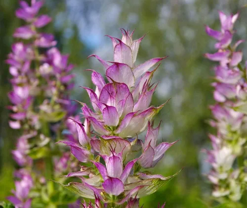Vista 4 de Semillas Clary Sage Medicinal Herb Non GMO