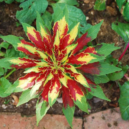 Vista 2 de Semillas Amaranthus Tricolor - 100 Seeds -Enviados desde Iowa, USA