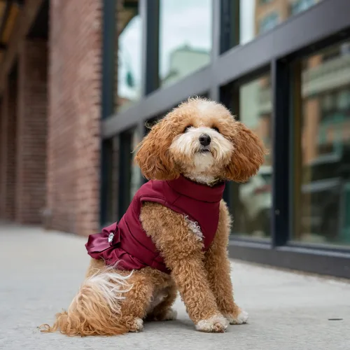 Vista 5 de Christian Siriano New York Chaqueta acolchada con volantes morados para perros, S Púrpura