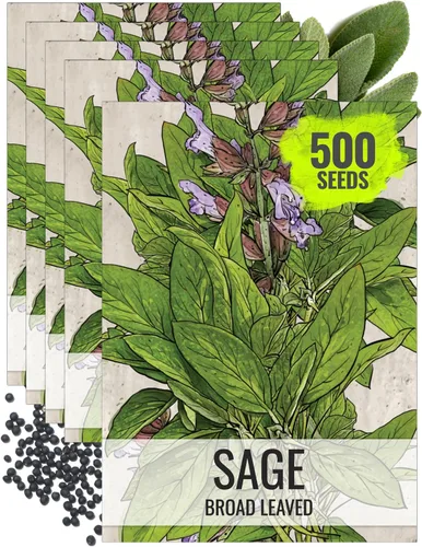 Vista 9 de Seed Needs Semillas de salvia para plantar hierbas de hoja ancha, semillas de hierbas culinarias sin OMG y sin tratar para plantar un jardín