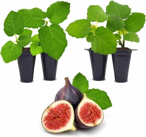 Vista 8 de Planta de Higo Black Mission (Paquete de 4) Planta frutal viva para plantar Cultive sus propios higos dulces y jugosos en casa Árbol fácil