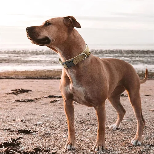 Vista 7 de EXCELLENT ELITE SPANKER Collar de nailon para cachorro, ajustable, suave, acolchado, resistente, hebilla de liberación rápida, ligero, sin Negro