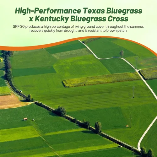 Vista 6 de Outsidepride Semillas de Bluegrass híbridas SPF-30 – 50 libras tolerantes al calor y la sequía, mezcla de semillas de Bluegrass Texas y Kentucky