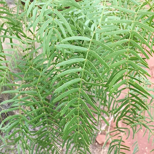Vista 3 de YEGAOL Garden - 5 semillas de prosopis glandulosa de miel, mezquita glandular, fragante de Algarroba que atrae a las abejas tolerantes al calor