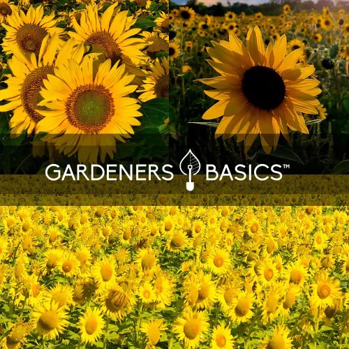 Vista 5 de Gardeners Basics, Semillas de girasol para plantar flores (paquete de 5) – Velvet Queen, mancha solar enana, reina limón, gigante y mamut mezcla a