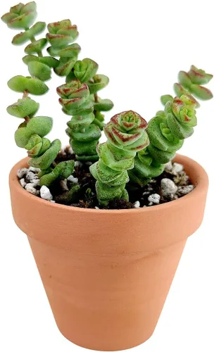 Vista 11 de Caja de suculentas Colección única de suculentas de Crassula vivas, fáciles de cultivar, planta de interior para el hogar, totalmente enraizadas