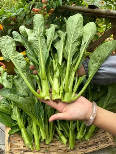 Vista 6 de 4000 semillas de Choy Sum de alta calidad – Cải Ngồng – Yu Choy – Semillas de col china en flor – Sin OMG, reliquia, tasa de germinación del 99%