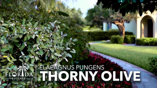 Vista 9 de Elaeagnus Pungens I 3 plantas vivas I Thorny Olive I Hardy arbusto de hoja perenne con flores fragantes, perfecto para setos, cribado y exhibición