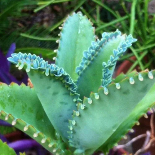 Vista 4 de Mother of Thousands, Kalanchoe - Planta viva suculenta en maceta de 2 pulgadas