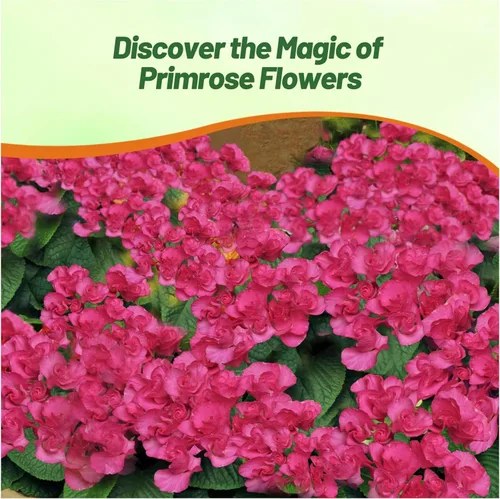 Vista 6 de Outsidepride 10 semillas anuales Primula común Primrose Primlet Pink Shades Semillas de flores para plantar