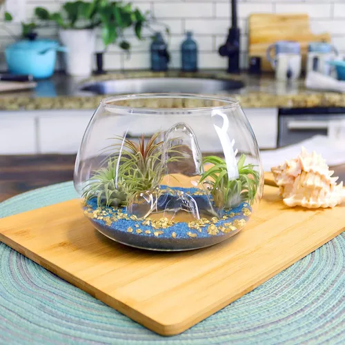 Vista 3 de Juego de terrario de cuenco de montaña de cristal de 6 pulgadas con arena, copos dorados y 3 plantas de aire Tillandsia vivas para jardines