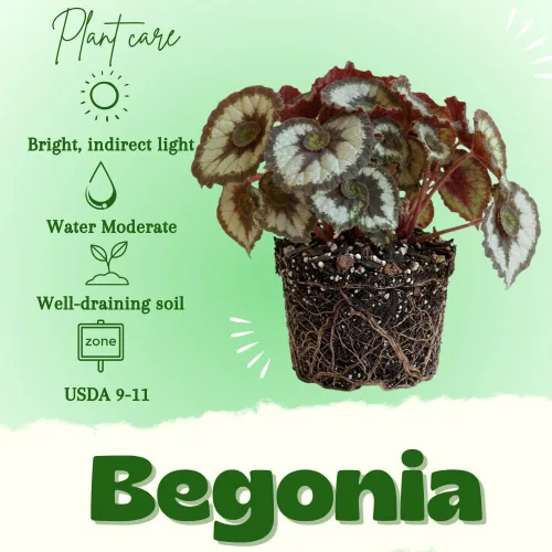 Vista 2 de Begonia planta viva, planta viva de begonias, plantas de begonias raras, 5-7 pulgadas de altura para plantas de interior (begonia verde)