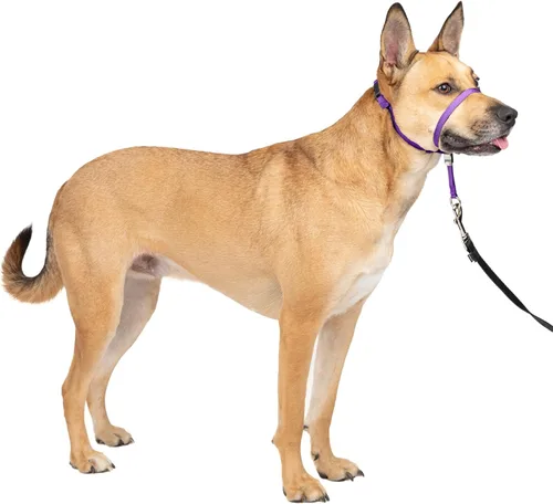 Vista 15 de Collar suave de conducción con DVD de entrenamiento PetSafe, Negro