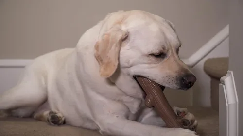 Vista 4 de Hero Bonetics Stick - Juguete masticable para perros con aroma a madera, suave para los dientes y el abdomen