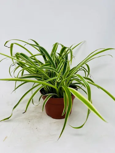 Vista 2 de Planta de araña variegada inversa - Fácil de cultivar/Limpia el aire - Maceta de 4 pulgadas