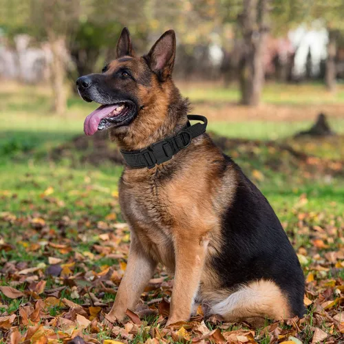 Vista 6 de Collar táctico para perro con asa, collar de entrenamiento militar ajustable para perros, nailon suave y hebilla de metal resistente para perros