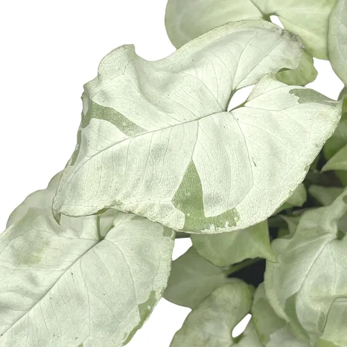 Vista 6 de BubbleBlooms Syngonium Moonshine en una olla de 4 pulgadas con cabeza de flecha abigarrada vid rara