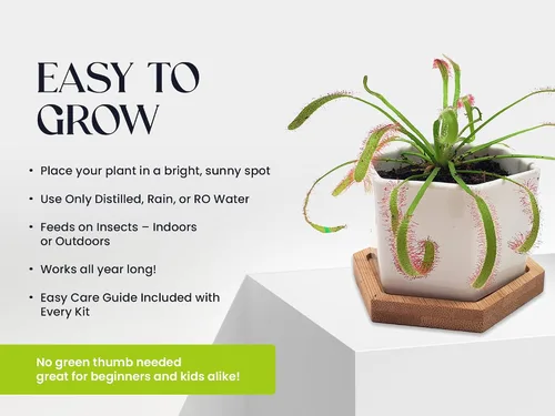 Vista 2 de Plantas carnívoras Sundew vivas con maceta de cerámica hexagonal blanca moderna de 2.7" con platillo + comida para trampa de Venus, pinzas