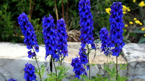 Vista 8 de Semillas Blue Tall Delphinium - Flores anuales para plantar