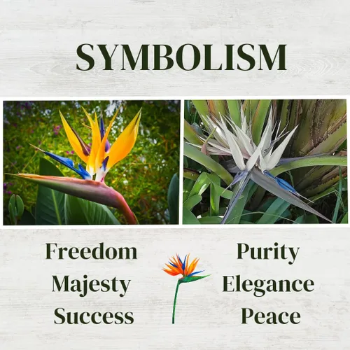 Vista 7 de Bird of Paradise Plants Live (paquete de 4), plantas Strelitzia con flores perennes de naranja (2) y blancas (2), plantas de interior/exterior