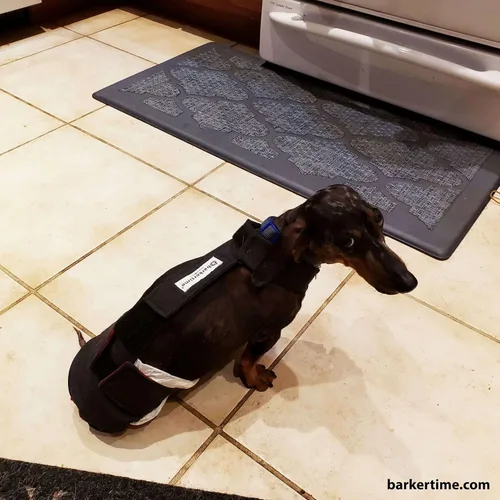 Vista 6 de Pañal negro para perro, XXL, con orificio para la cola, fabricado en Estados Unidos